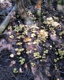 Pholiota alnicola var. alnicola image