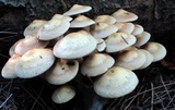 Pholiota alnicola image