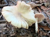 Entoloma grande image