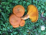 Omphalotus subilludens image