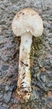 Lepiota ochraceodisca image