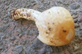 Lepiota ochraceodisca image