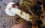 Lepiota ochraceodisca image