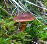 Lactarius atrobadius image