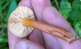 Lactarius atrobadius image