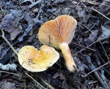 Lactarius thyinos image