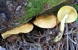 Pholiota flammans image