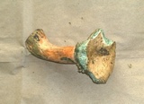 Lactarius deliciosus var. areolatus image