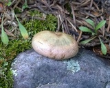 Lactarius deliciosus var. areolatus image