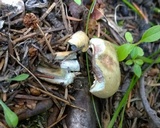 Lactarius deliciosus var. areolatus image