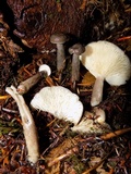 Lactarius pseudomucidus image