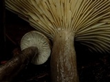 Lactarius pseudomucidus image