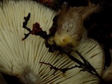 Lactarius pseudomucidus image