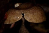 Lactarius pseudomucidus image