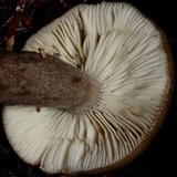 Lactarius pseudomucidus image