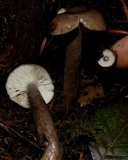 Lactarius pseudomucidus image