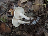 Clitocybe subconnexa image