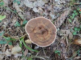 Onnia tomentosa image
