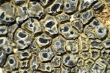 Aspicilia phaea image