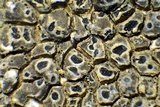 Aspicilia phaea image