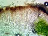 Aspicilia phaea image
