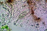 Aspicilia phaea image