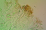 Aspicilia phaea image