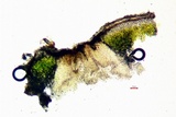 Aspicilia phaea image