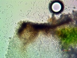 Aspicilia phaea image