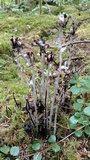 Russula fragrantissima image