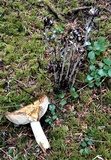 Russula fragrantissima image