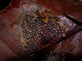 Rhytisma punctatum image