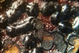 Rhytisma punctatum image