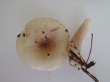 Lactarius griseus image