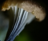 Rickenella swartzii image