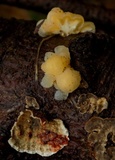 Tremella encephala image