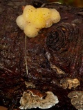 Tremella encephala image