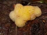 Tremella encephala image