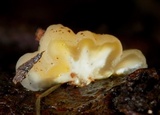 Tremella encephala image