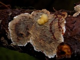 Tremella encephala image
