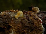 Tremella encephala image