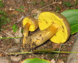 Boletus innixus image