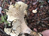 Cantharellus subalbidus image