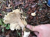 Cantharellus subalbidus image
