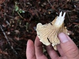 Cantharellus subalbidus image