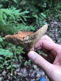 Lactarius rubrilacteus image