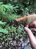 Lactarius rubrilacteus image