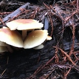 Hypholoma capnoides image