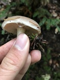 Lactarius pallescens image