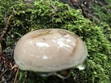 Lactarius pallescens image